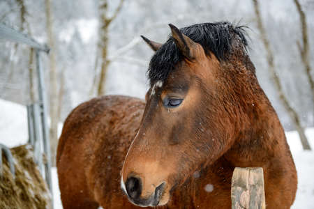 A brown horse stands in the wintry paddock.の写真素材