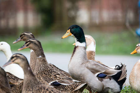 A family of ducks on the way to the water.の写真素材