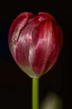 A single red tulip with closed flower against a dark background.の写真素材