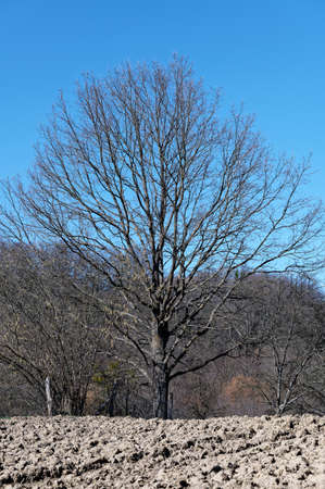 A large fruit tree without leaves stands on the edge of a small field on a cloudless day waiting for the spring awakening.の写真素材