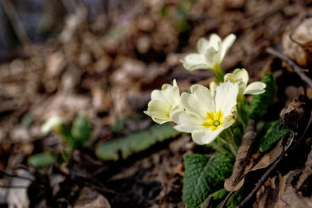 A few small yellow spring flowers on the forest floor flooded with sunlight.の写真素材