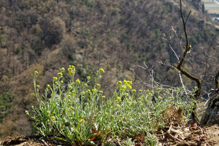 On the edge of a canyon, a group of small yellow flowers bloom, which defy wind and weather.の写真素材