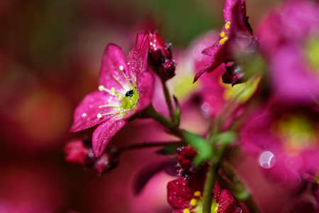 Detail shot of a pink flower splendor with morning dew on the leaves.の写真素材