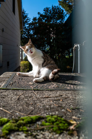 What do you want??の写真素材