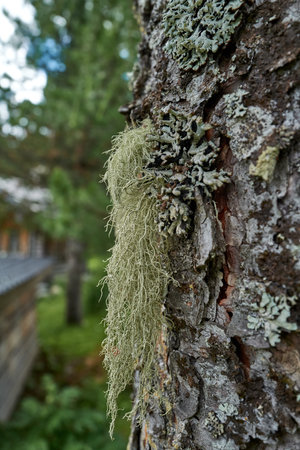 Tree bark with lichensの写真素材