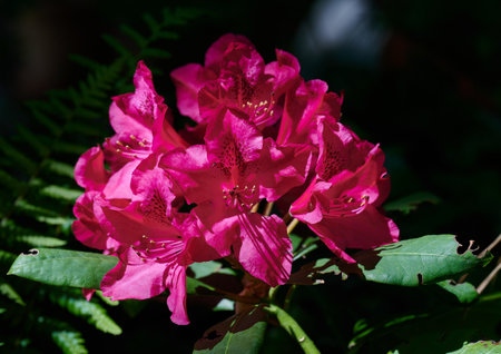Flowering garden flower with leavesの写真素材