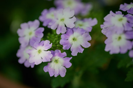 Delicate purple flowers in the gardenの写真素材
