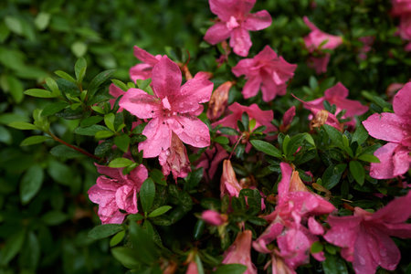 Rhododendron after in the rainの写真素材