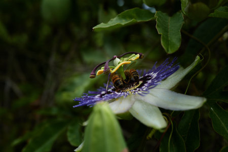 Side view of a Blue Passiebloem flowerの写真素材