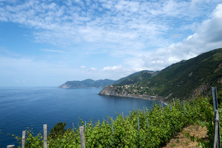 A vineyard in the Cinque Terre regionの写真素材