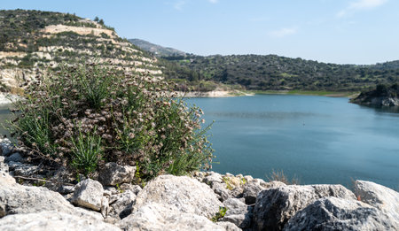 On a reservoir, some bushes thrive on the rocky shore, which are provided with spring-like flowers.の写真素材