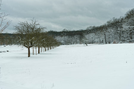 A winter landscape covered with a fresh blanket of snow with a row of fruit trees in the middle and dark snow clouds gathering in the sky.の写真素材