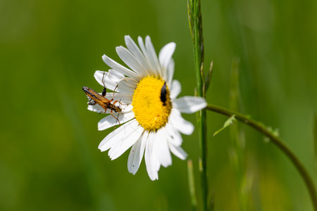 A big bug sits on a single daisy and collects pollen.の写真素材