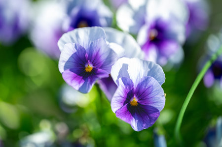 A group of purple pansies in the garden with warm morning sunlight on.の写真素材