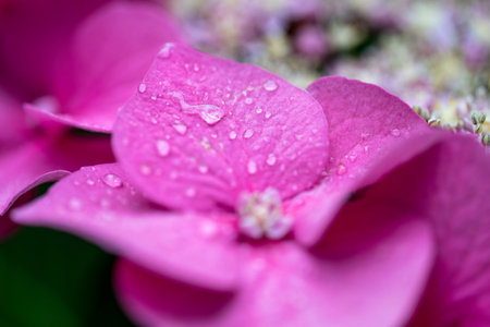 Close up of a flower with pink leaves and some water drops in the garden.