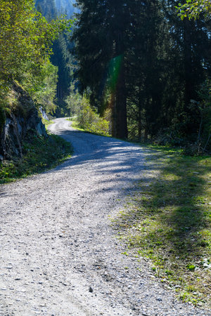 A forest road winds its way up the mountain. The surrounding trees cast long shadows.の写真素材