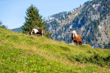 Two big brown horses on a meadow in the mountains.の写真素材