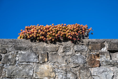 Colorful succulents bloom atop a weathered stone wall against a vibrant blue sky.の写真素材