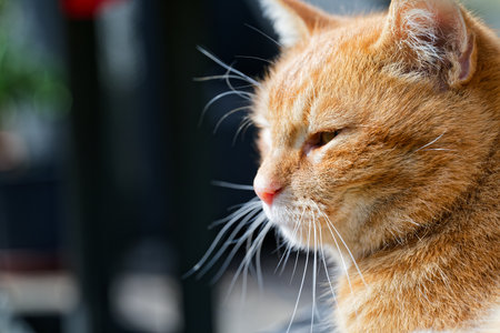 A close-up captures the serene profile of an orange tabby cat. Its gaze is directed to the left, highlighting its whiskers and fur texture against a blurred background.の写真素材