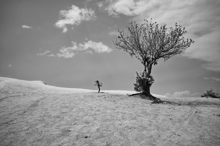 A lone tree, draped in white cloth, stands on a sandy hill. A smaller tree fades in the distance, in...