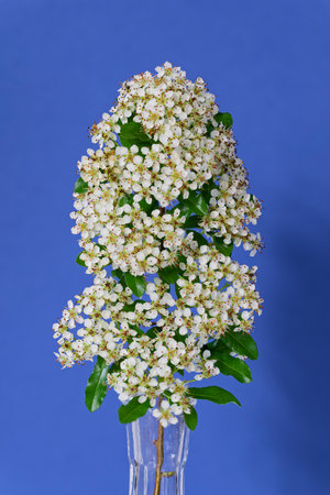 White Pyracantha flowers in a glass vase are set against a blue backdrop. The image highlights the delicate blossoms and green leaves, bringing nature indoors.の写真素材