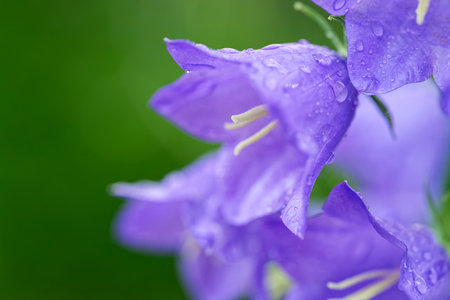 Close-up of purple bellflower blossoms glistening with raindrops. The image captures the flower's delicate details and the way water clings to its petals.の写真素材