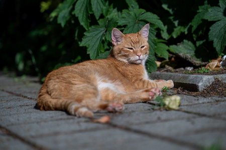 A ginger tabby cat relaxes on a paved surface in the dappled sunlight, enjoying a peaceful moment of...