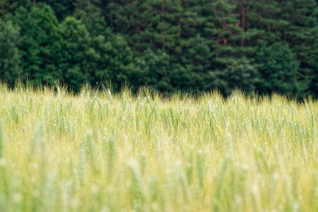 A field of young wheat sways gently, promising a future harvest. The green stalks stood tall against...