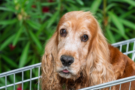 A Cocker Spaniel named Goldie is sitting in a shopping cart, enjoying a ride. She's sticking her...