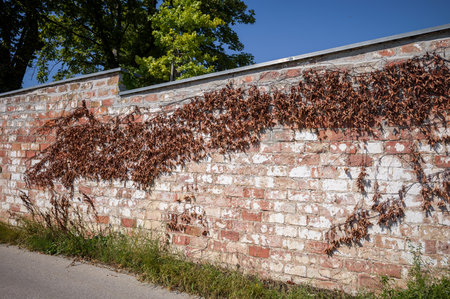 A brick wall is covered in dead ivy, signaling the end of the growing season. The ivy once provided...