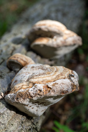 Shelf fungi grow on a fallen log, decomposing the wood. These bracket fungi play a vital role in...