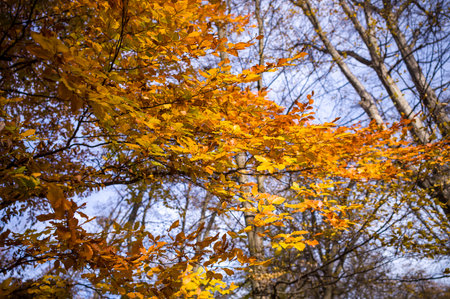 Autumn's golden touch: Deciduous trees display vibrant yellow and orange leaves as they prepare for...