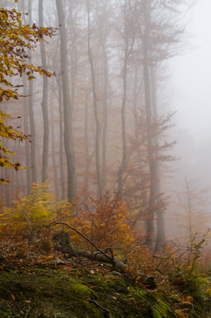 A foggy autumn forest scene. The trees are changing color, with yellow and orange leaves. The fog creates a sense of mystery and tranquility.の写真素材