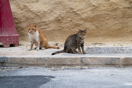 Two stray cats, one orange and white, the other tabby, sit on a curb, observing their surroundings....