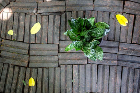 One plantの写真素材