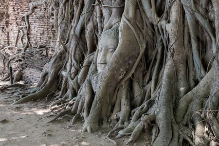 Head Buddha in The Root, Thailandの写真素材