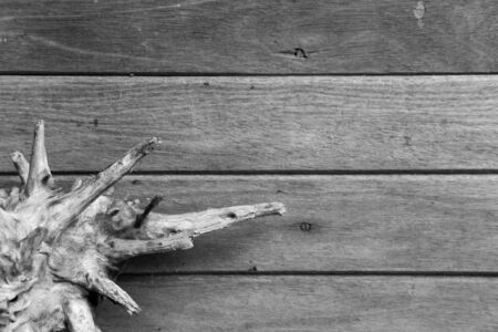 texture of bark wood use as natural backgroundの写真素材