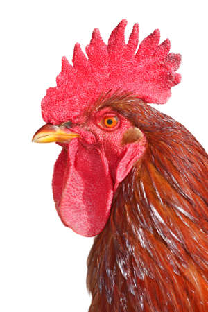 isolated rooster portraitの写真素材