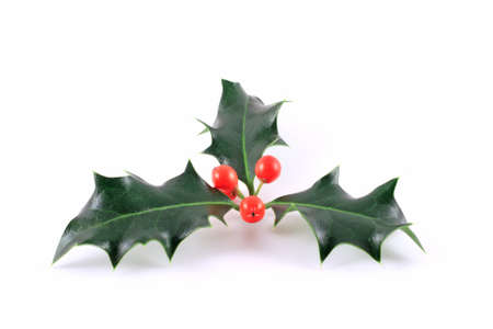 Holly (Ilex aquifolium) isolated on whiteの写真素材