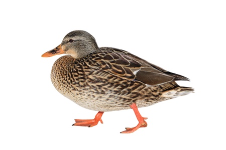 Female Mallard Duckの写真素材