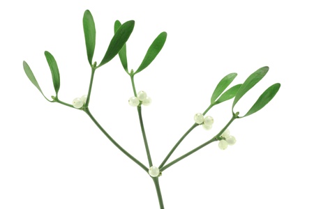 Mistletoe sprig (Viscum album) with berries and leafsの写真素材