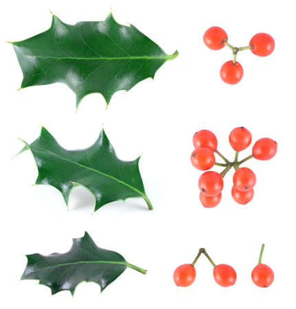 Holly (Ilex aquifolium) isolated on whiteの写真素材
