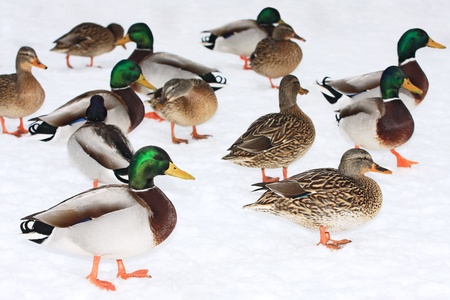Group of Mallard ducks on a snowの写真素材
