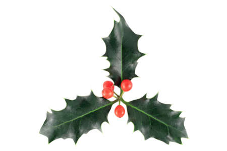 Holly (Ilex aquifolium) isolated on whiteの写真素材