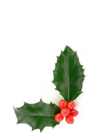 Holly (Ilex aquifolium) isolated on whiteの写真素材