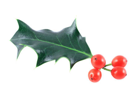 Holly (Ilex aquifolium) isolated on whiteの写真素材