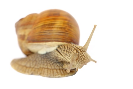 Snail isolated on white backgroundの写真素材