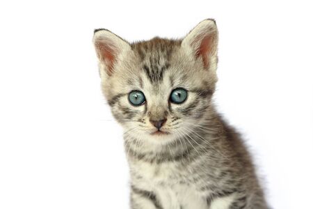 Kitten Isolated on Whiteの写真素材