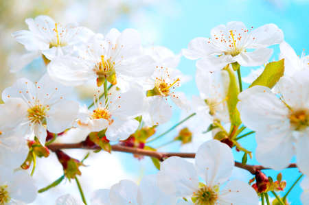 Tender cherry tree branch in bloom