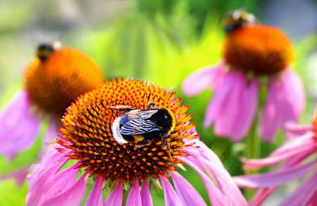 Bees on the flowers of echinocereus close-upの写真素材